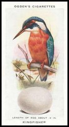 16 Kingfisher